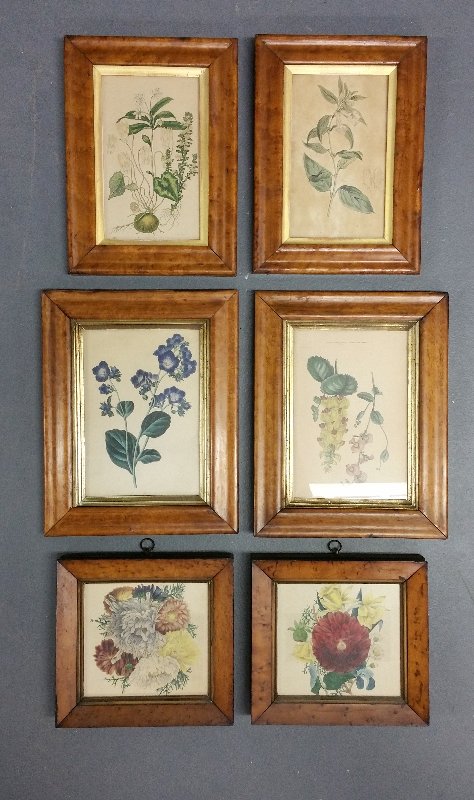 Six maple framed botanical prints. Largest pair 8" 5 (1 of 1)