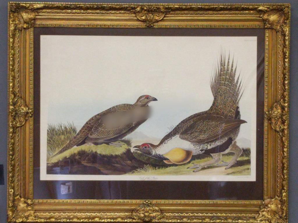 JJ Audubon print "Cock of the plains" (1 of 3)