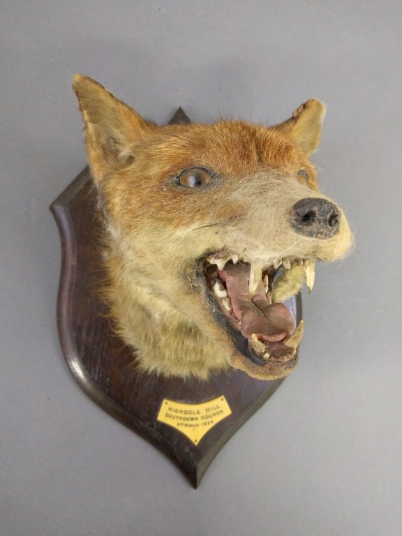 English Taxidermy fox head mask "Highdole Hill (1 of 3)