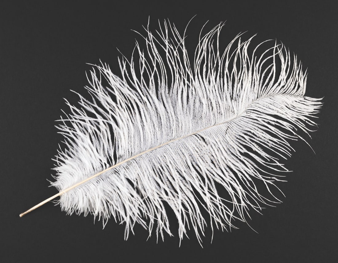 A Wingardium Leviosa Feather from Harry Potter.: (Warner Bros., 2001) A prop feather from production of “Harry Potter and the Sorcerer's Stone.” While learning the Wingardium Leviosa levitating spell, Harry and his classmates each practice w
