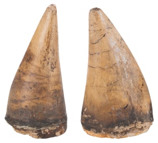 A Large Pair of "Flintstones" Dinosaur Teeth Props.