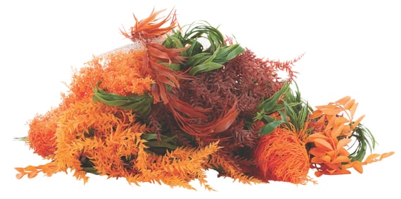 A Submarine Voyage Seaweed Collection.