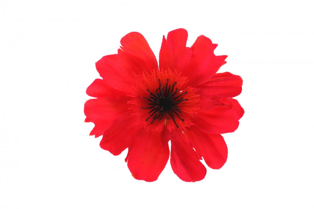 "Alice in Wonderland" Flower Prop.: (Disneyland, 1970s-80s) Colorful red day glow flower prop used in the "Alice in Wonderland" attraction at Disneyland. Measures 5" in diameter and 1.5" tall. In good condition with minor wear from use.