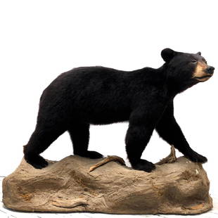 Magnificent life-size Black Bear taxidermy mount: This is a magnificent life-size Black Bear taxidermy mount posed standing on a custom-designed fiberglass rock base and wood form, faux foliage and driftwood accents. The hide and hair are both incred