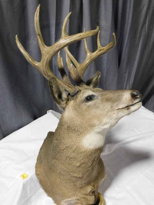 White Tail Deer Mount: White Tail Deer Mount