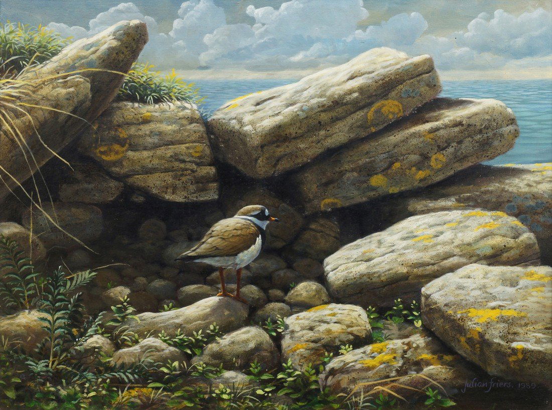 Julian Friers PRUA, Irish b.1956- ''Ringed Plover, (1 of 1)