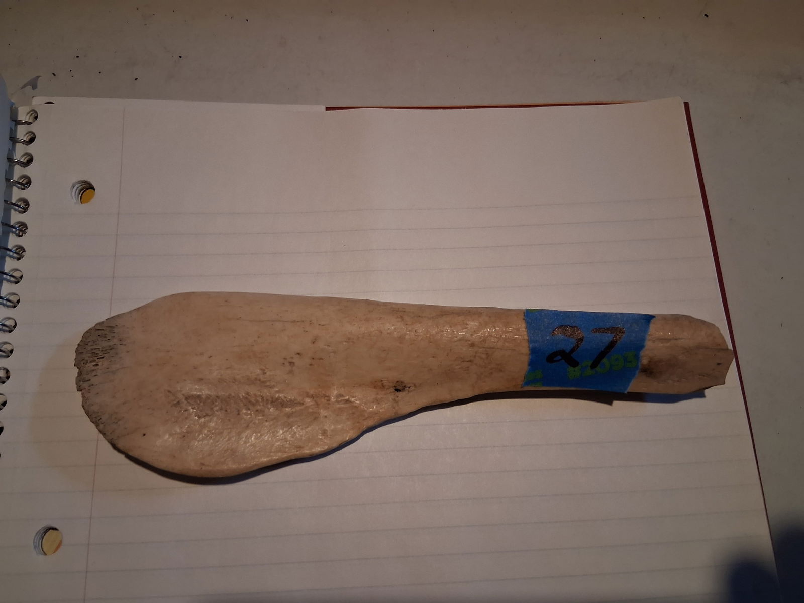 Scapula: Bone tool. Used by Native Americans for various functions in food, pottery, and other utility purposes.