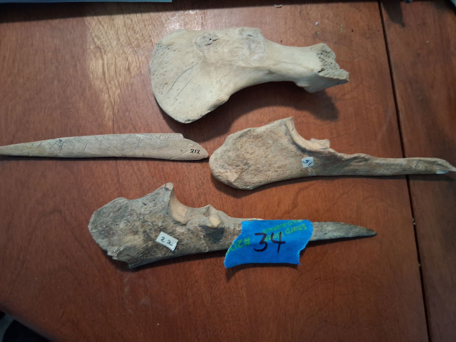 Deer Bones: Deer bones shaped for awls. Good example for when bone tools are used whenever a pointed object is needed.