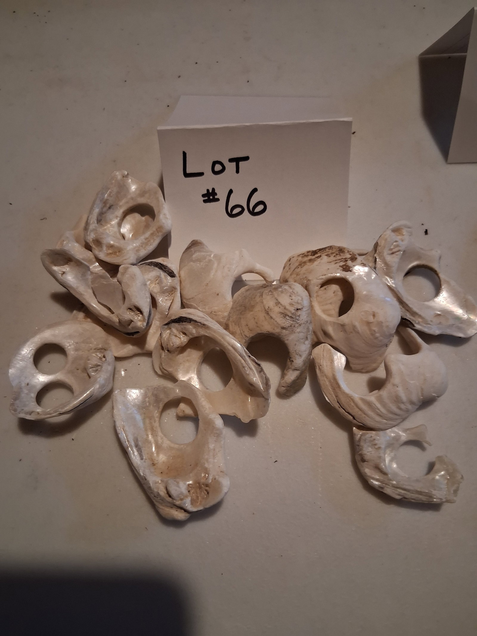 Group Lot of Shells with Holes: Group lot of shells with holes for crafts.