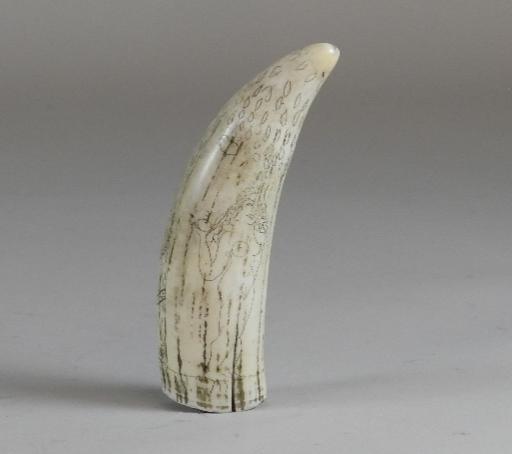 Scrimshaw Tooth: Has nude Adam and Eve as well as apple tree and serpent. Shrinkage cracks in base. 5 1/4" long