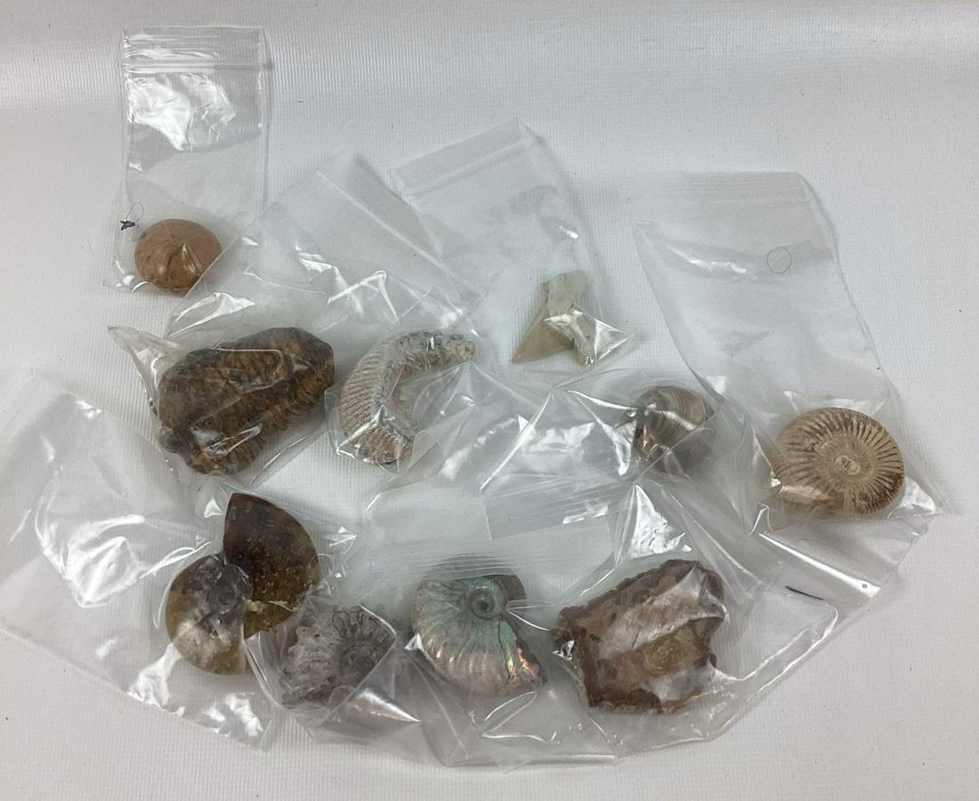 Group of Fossils: Includes ammonite, trilobite, shark teeth etc. largest 2 1/2? wide.