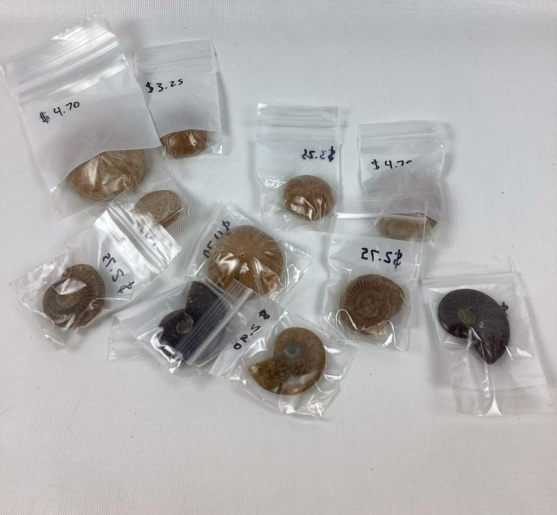 Group of Fossils: Includes Sea Biscuits and ammonites. Largest 2? wide.