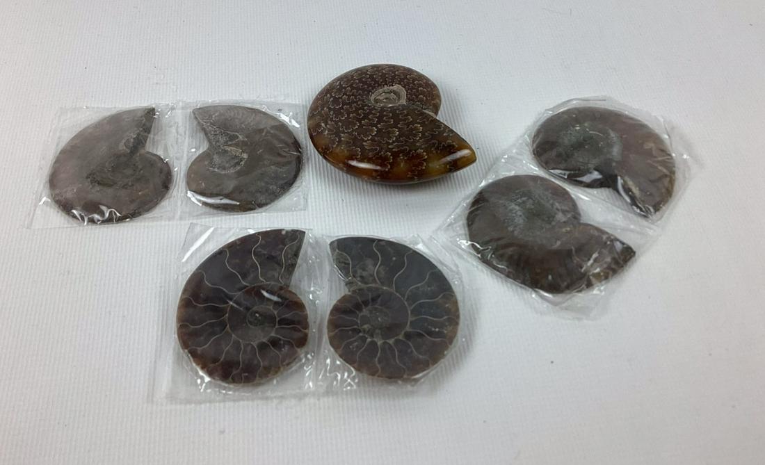 Three Small Split Ammonites and a Full Polished Ammonite (1 of 2)