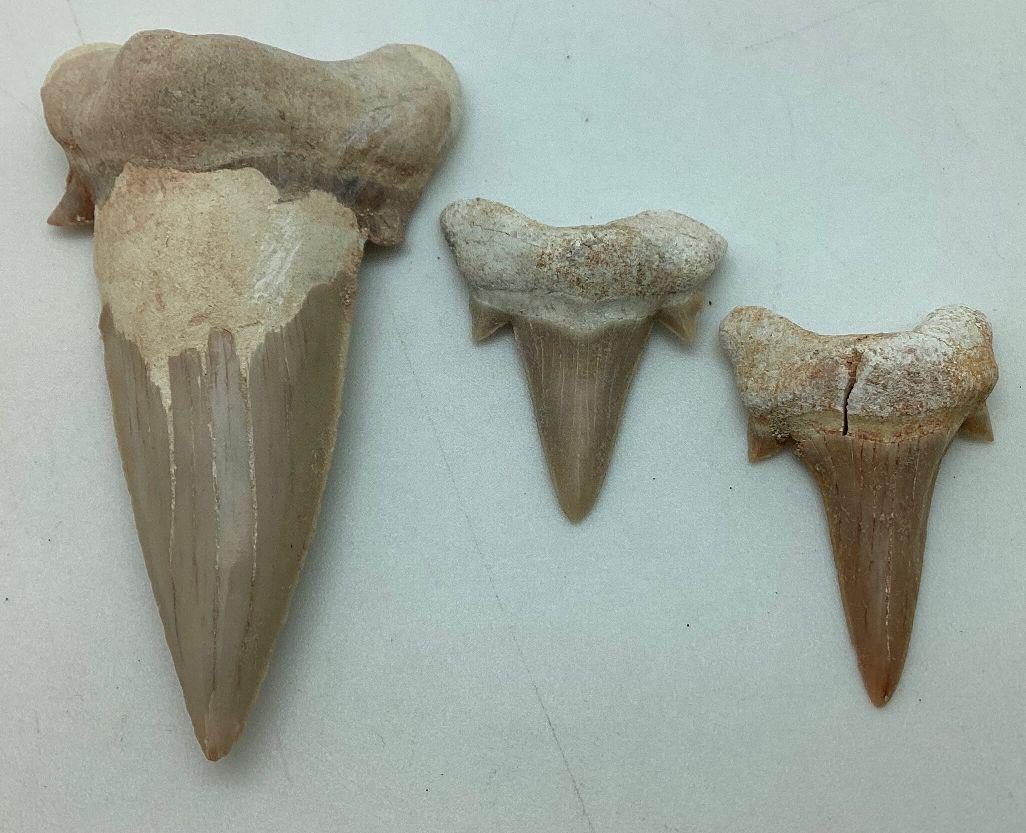 3" Fossil Sharks Tooth: Plus two smaller teeth.