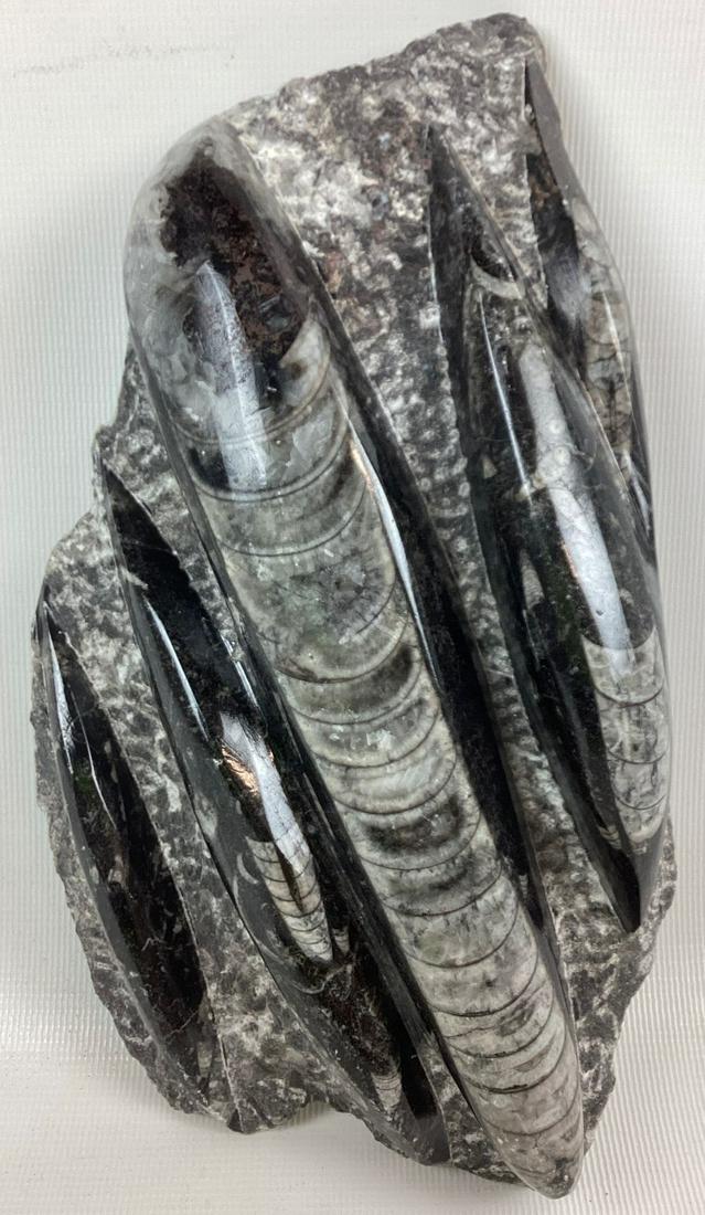 350 Million Year Old Orthoceras Fossil Polished Plate: This was a type of cephalopod that lived in a straight shell. Nice specimen will several shells showing. 5" w x 8" tall