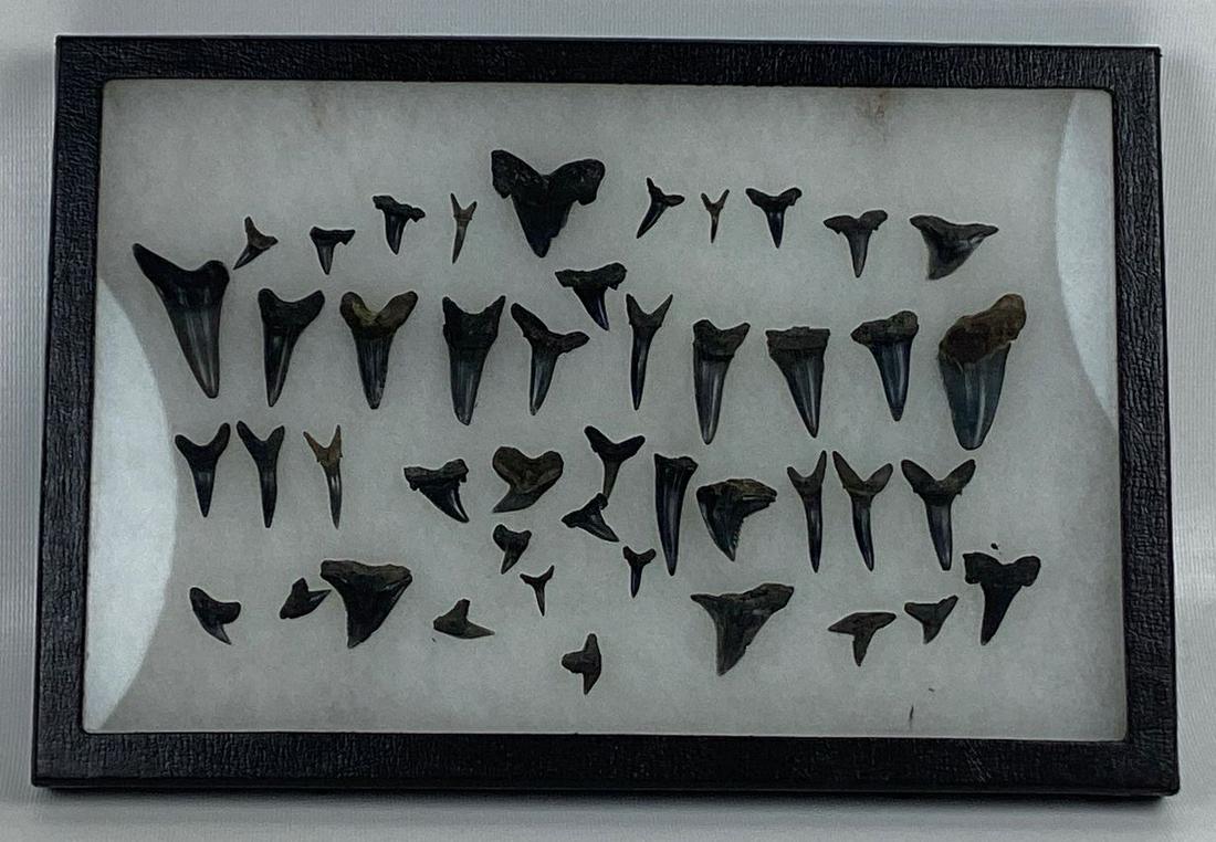 Large Collection of Sharks Teeth: Found at the mouth of the James River in Virginia 1960s. Multiple species including Great White, Tiger, and Sand sharks. Largest 1 3/4" long.