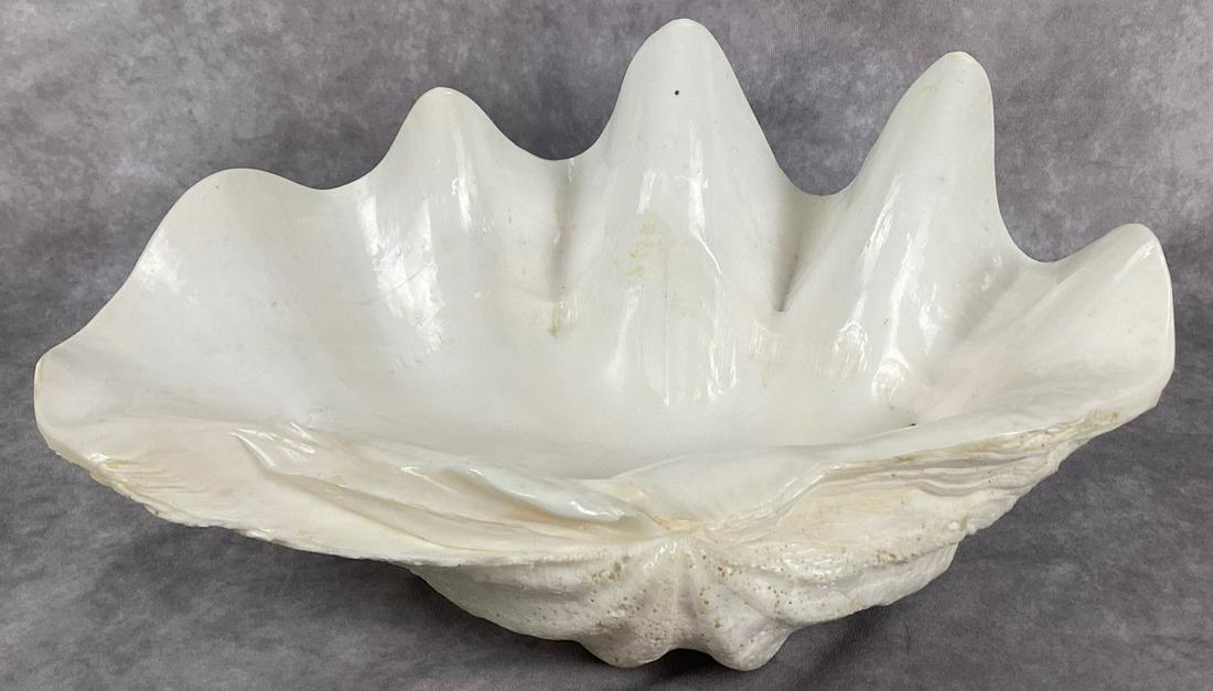 Giant Clam Half Shell (1 of 3)