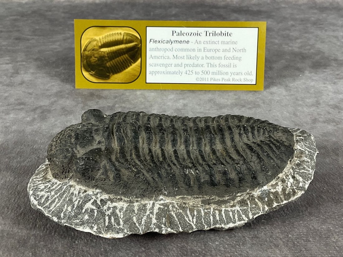 Paleozoic Trilobite Fossil (1 of 5)