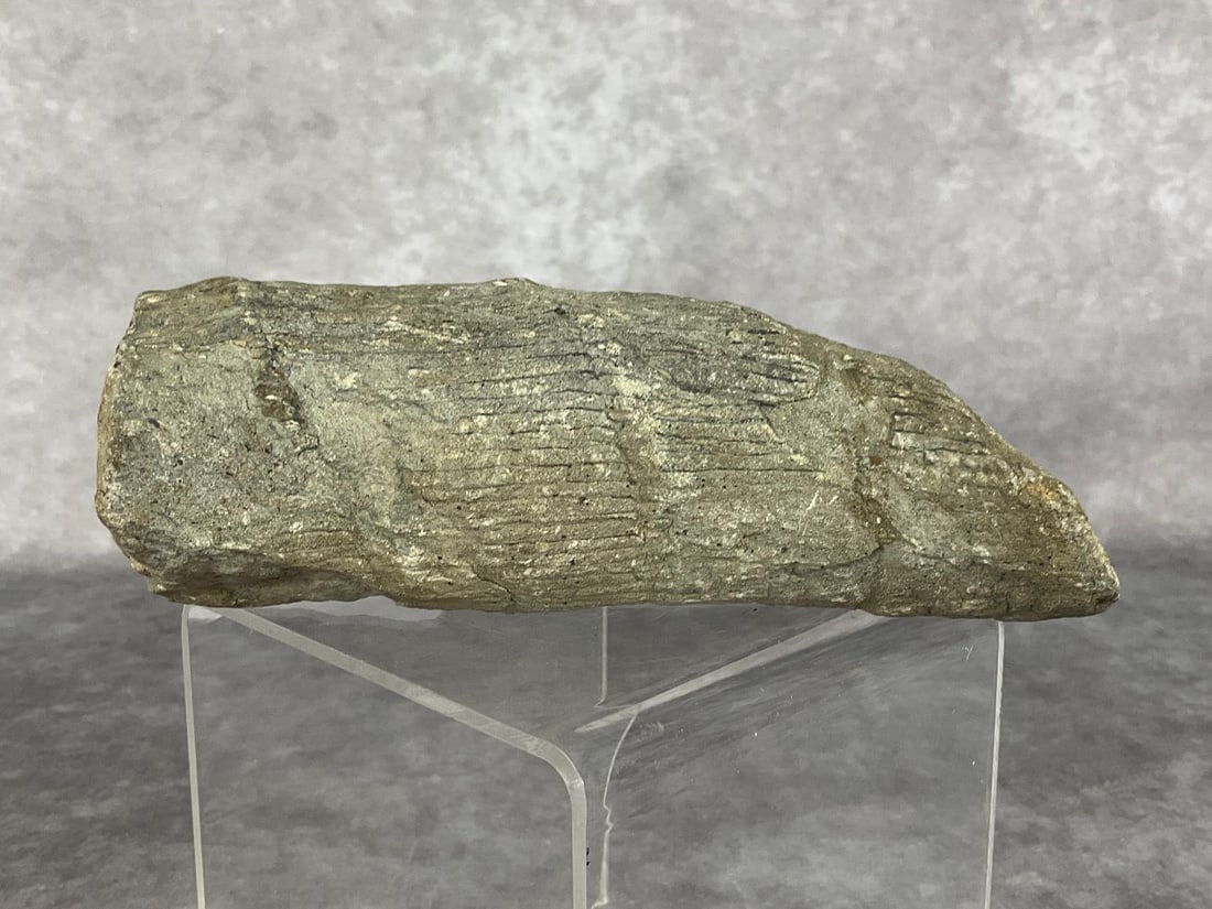 Calamite Fossil: Found fossil that is believed to be a calamite. Measures 6.25 inches long and 2 inches wide. Good condition.