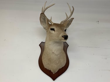 Piebald Deer Mount