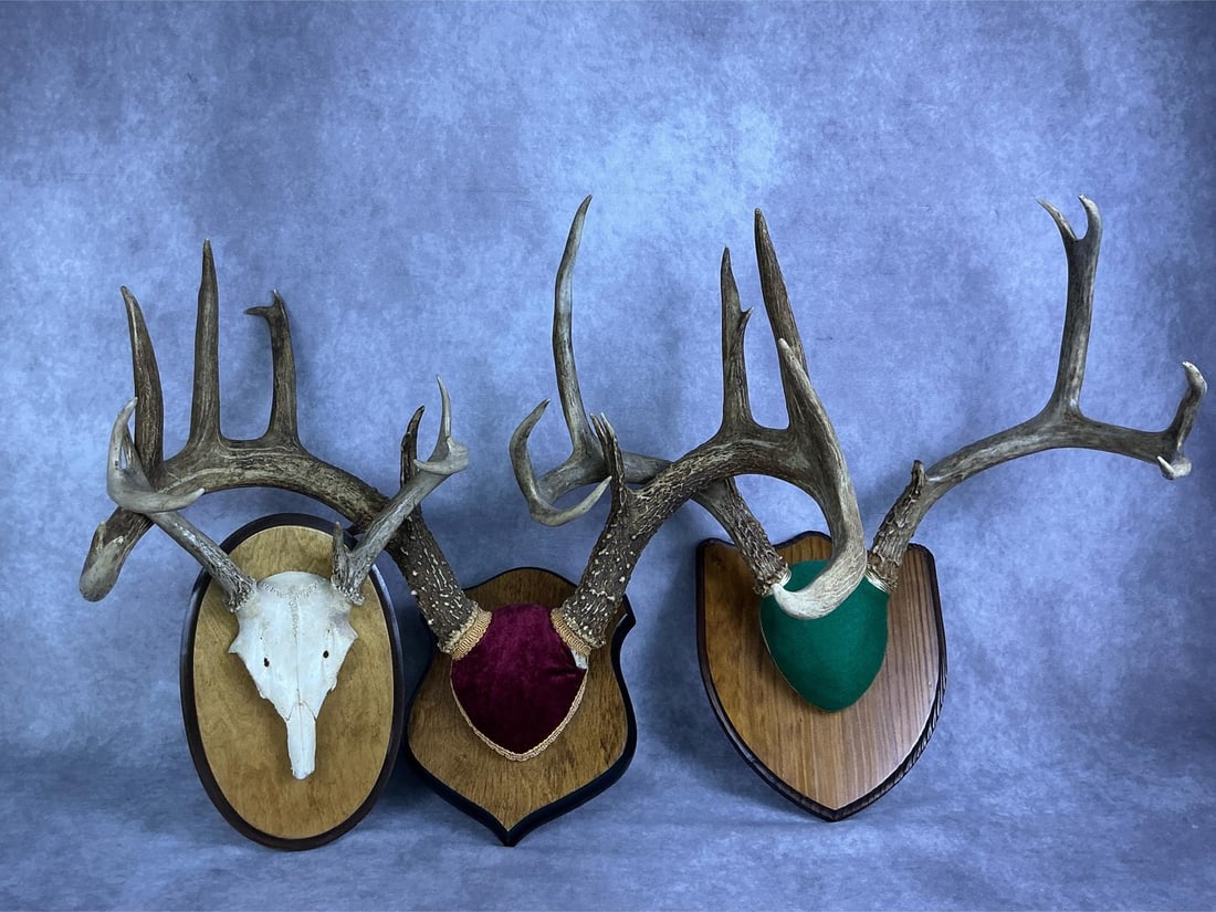 Antler Mounts (1 of 6)