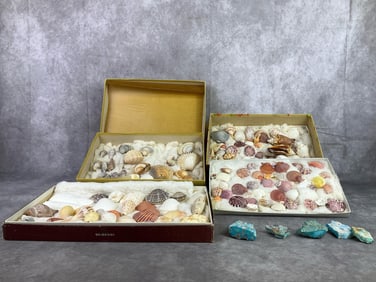 Rough Arizona Turquoise & Shell Specimems