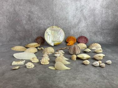 Shell Specimen Collection