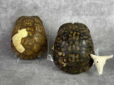 Turtle shells