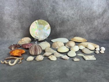 Sea Shell Collection