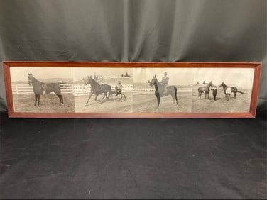 Race Horse Photographs