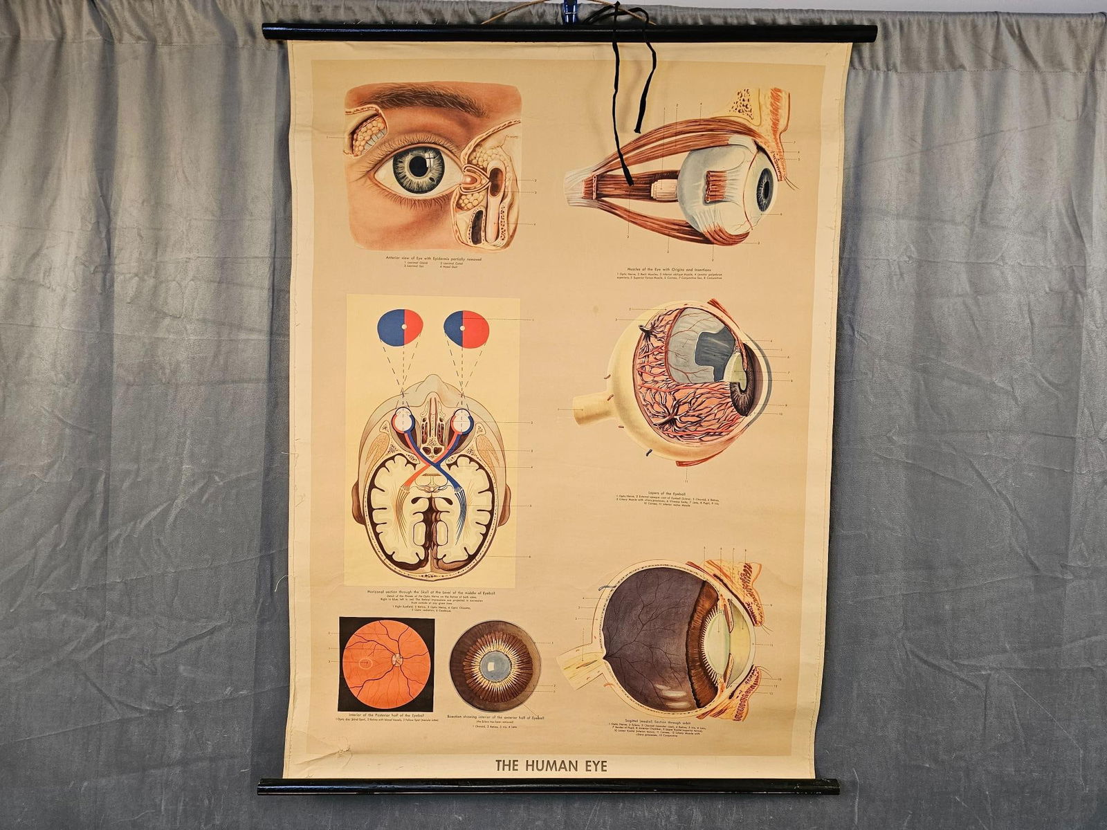 Anatomy Chart (1 of 9)