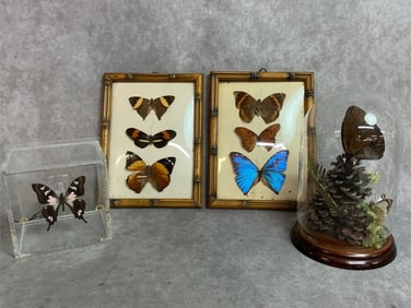 Butterfly Collection