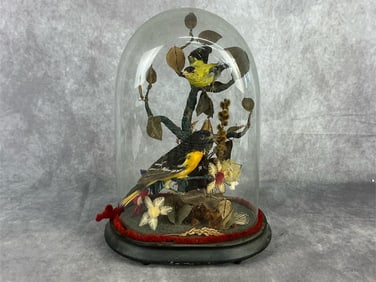 Late 19th century exotic taxidermy birds displayed in the original glass dome and mounted on the