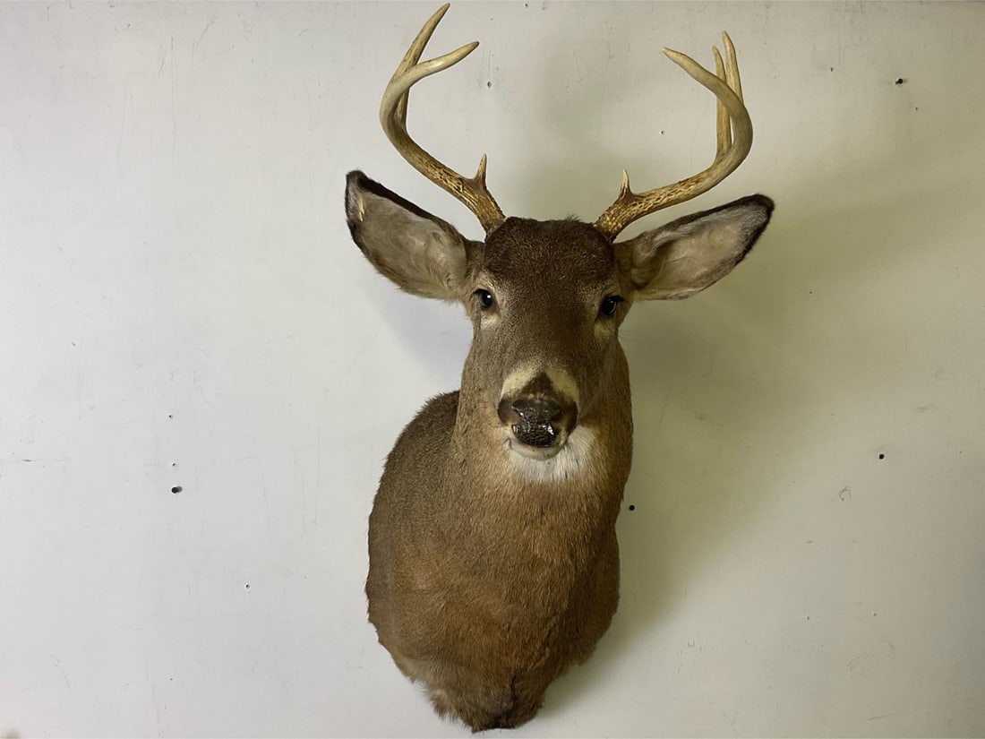 Whitetail Mount - 3