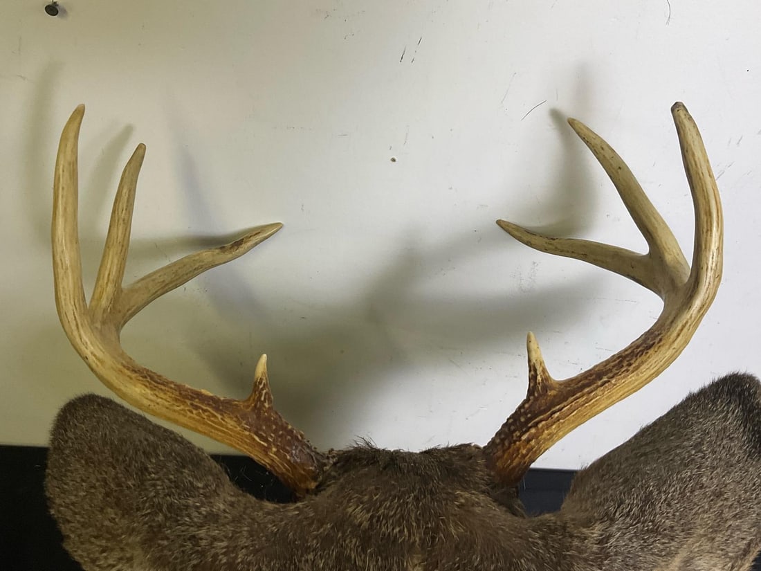 Whitetail Mount - 4