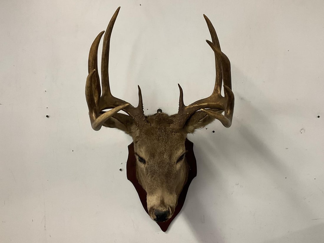 Whitetail Taxidermy Mount (1 of 8)