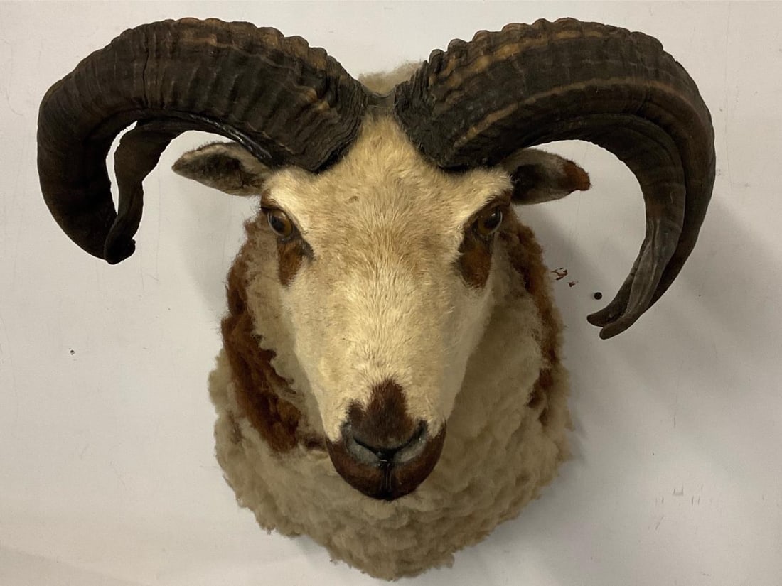 Ram Shoulder Mount - 2