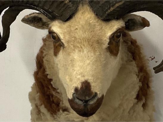 Ram Shoulder Mount - 3