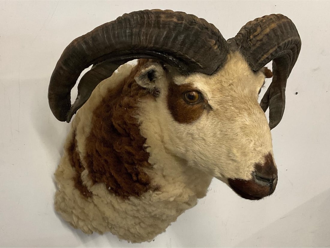 Ram Shoulder Mount - 4