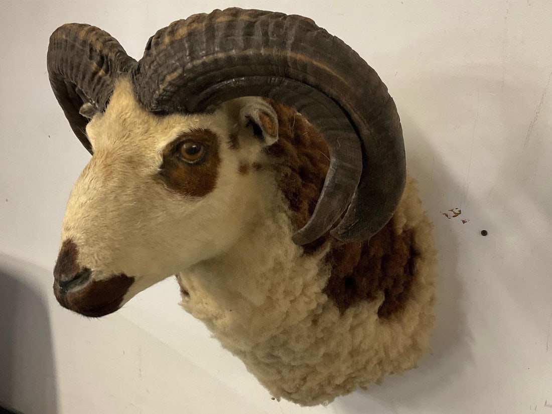 Ram Shoulder Mount - 5