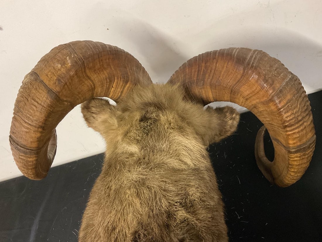 Big Horn Ram Mount - 12