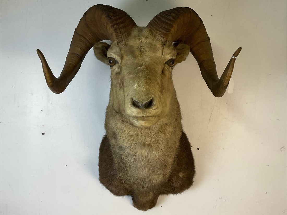 Big Horn Ram Mount: Circa 1965 vintage Rocky Mountain Big Horn Ram Sheep taxidermy shoulder mount. Good condition commensurate with age. Total dimensions - 24 inches wide x 22 x 33 inches tall.