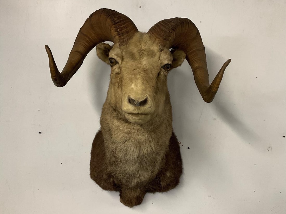 Big Horn Ram Mount - 2