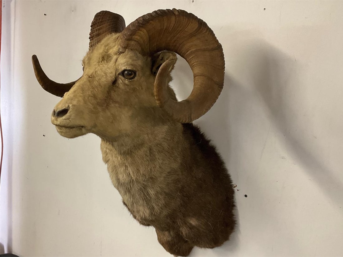 Big Horn Ram Mount - 3