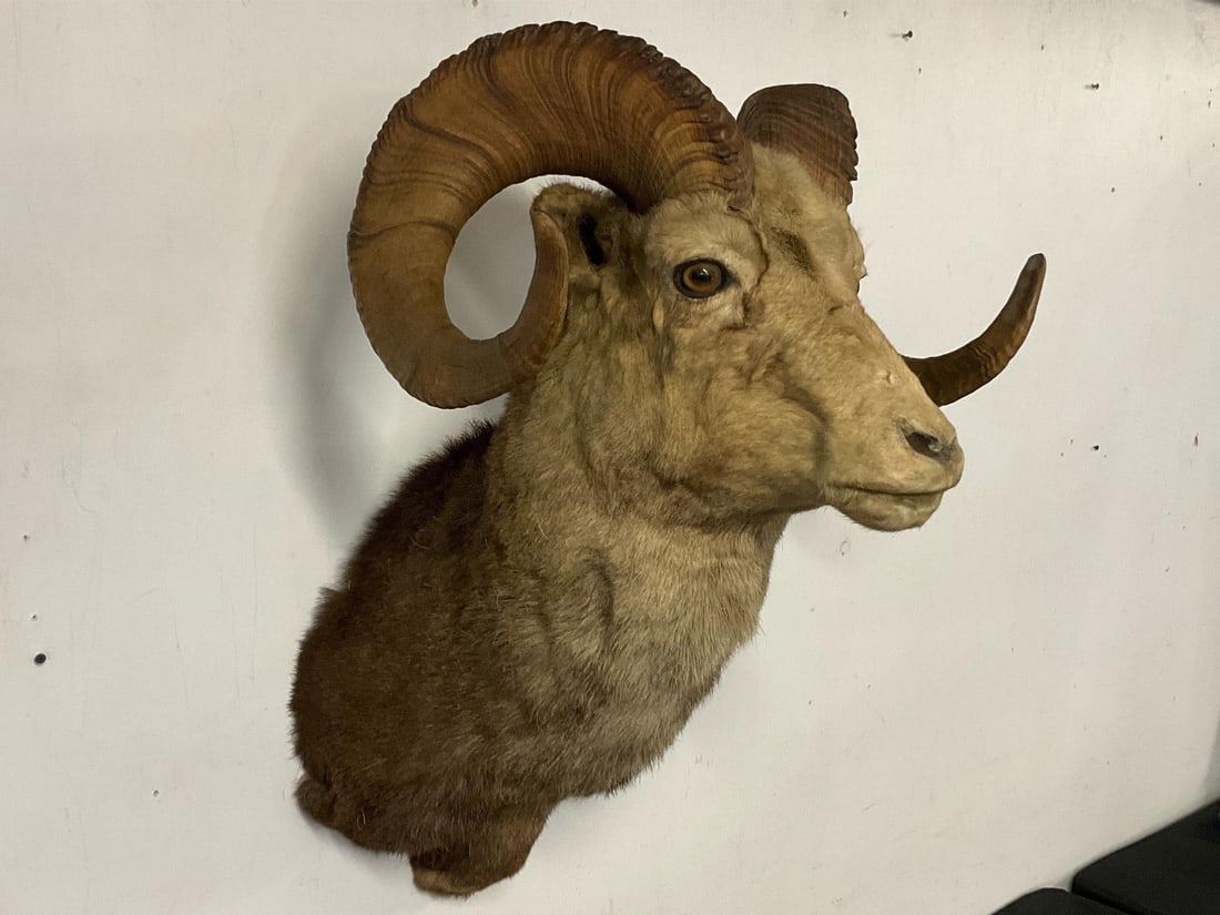 Big Horn Ram Mount - 4