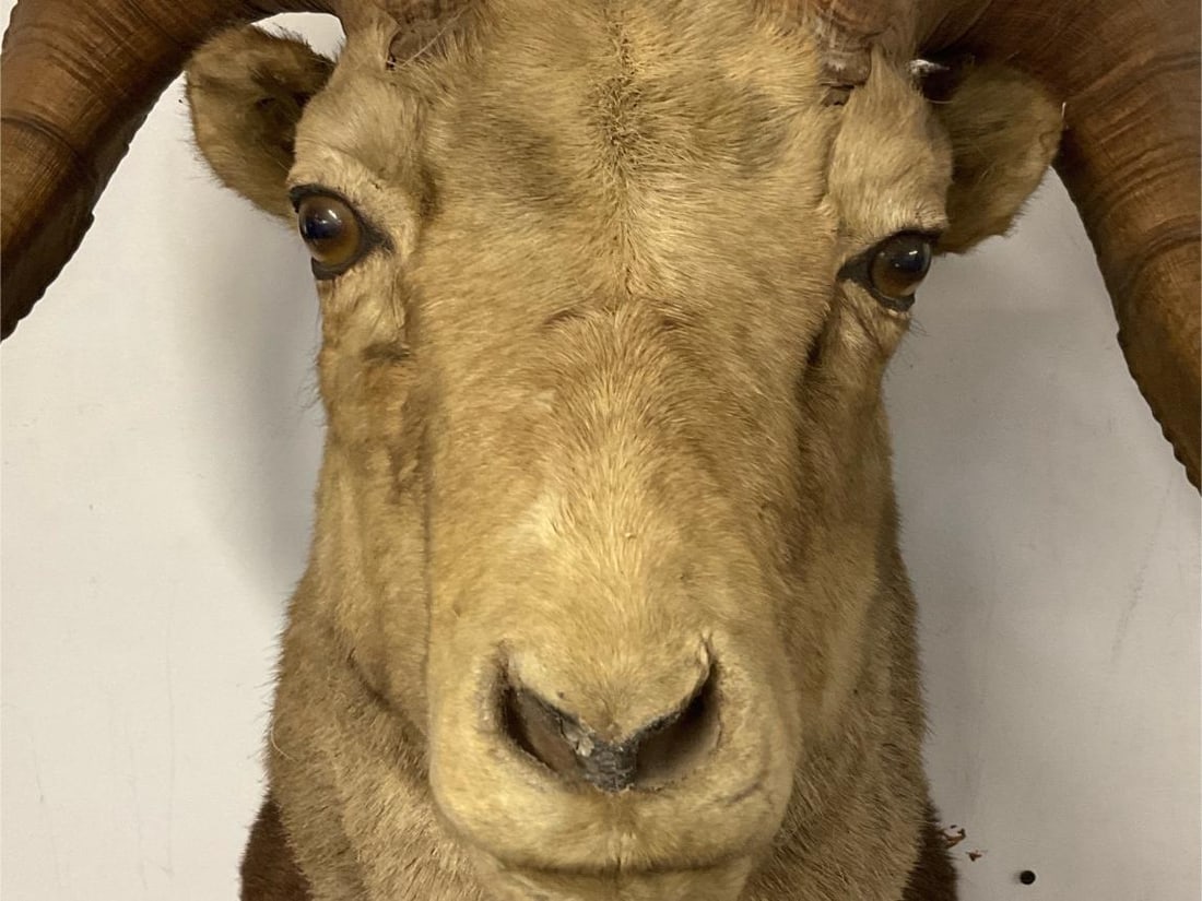 Big Horn Ram Mount - 5