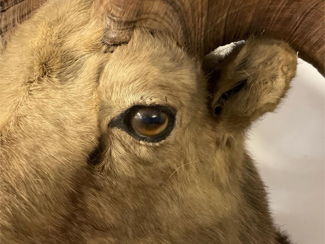 Big Horn Ram Mount - 7