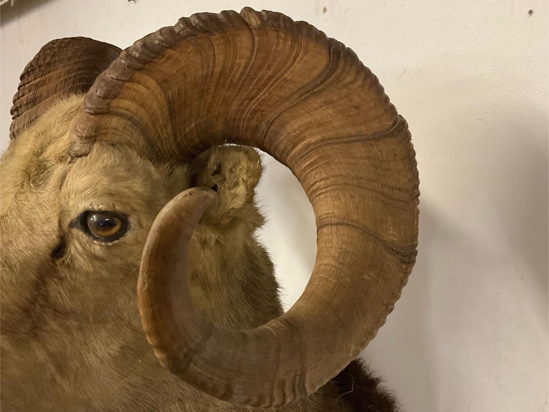 Big Horn Ram Mount - 8