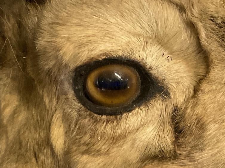 Big Horn Ram Mount - 9