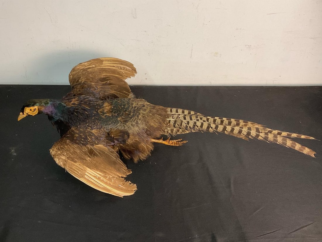 Pheasant Mount (1 of 13)